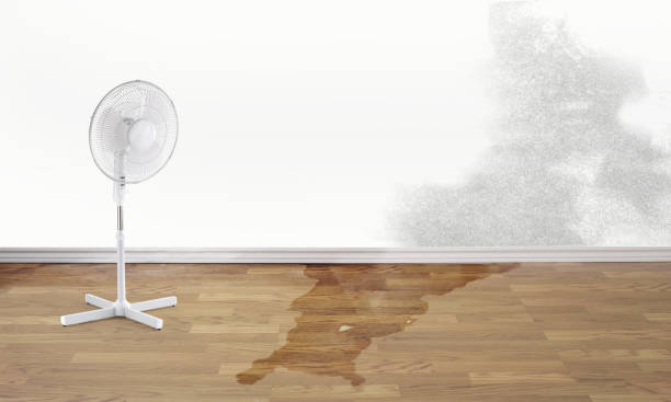 Best Mold removal after water damage  in Goodyear, AZ